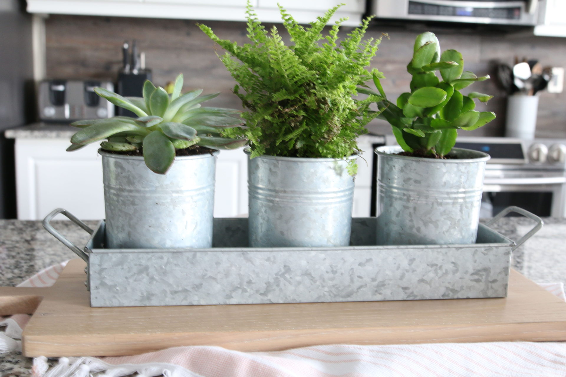 The Perfect Kitchen Planter Amidst the Chaos