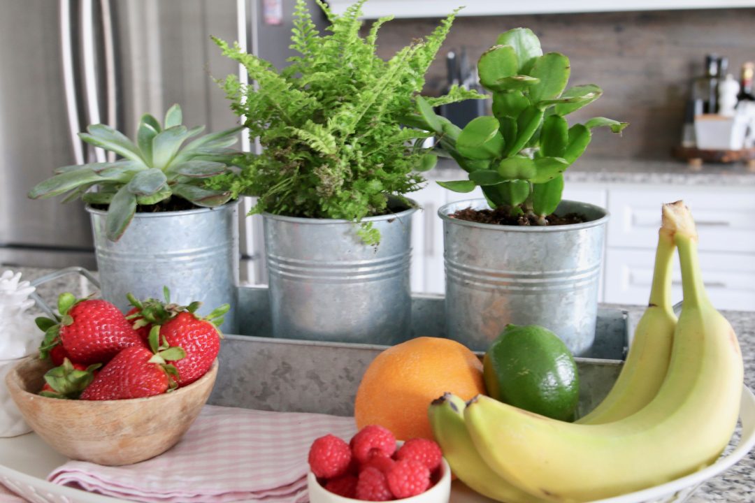 The Perfect Kitchen Planter Amidst the Chaos