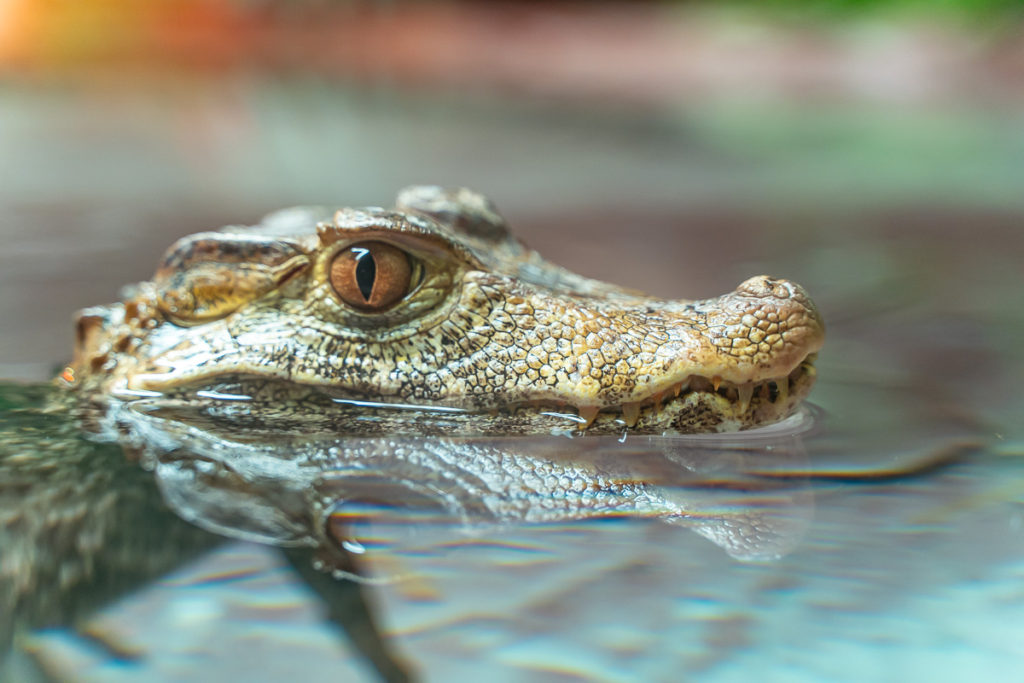 reptilia-york-durham-headwaters